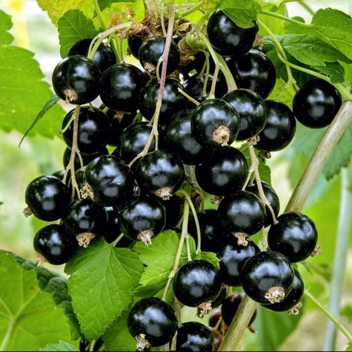 Czarna porzeczka ekologiczna