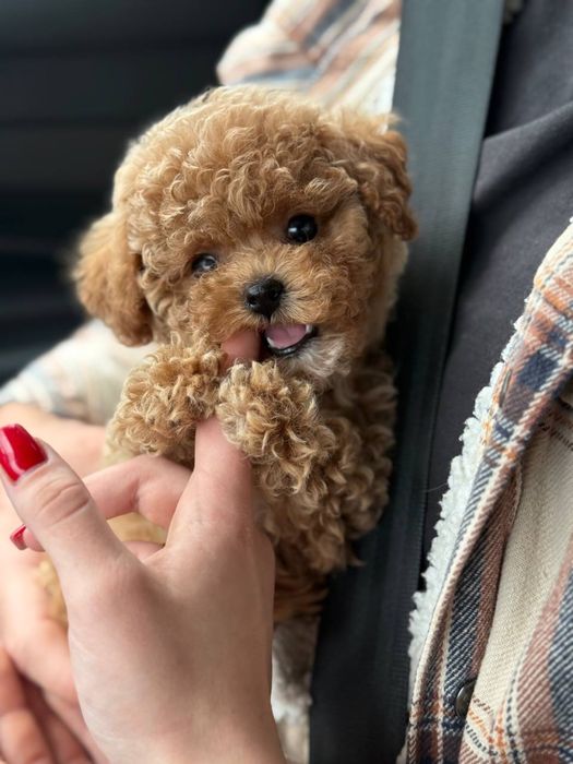 Мальтипу мини девочка