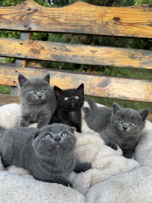 Британские котята