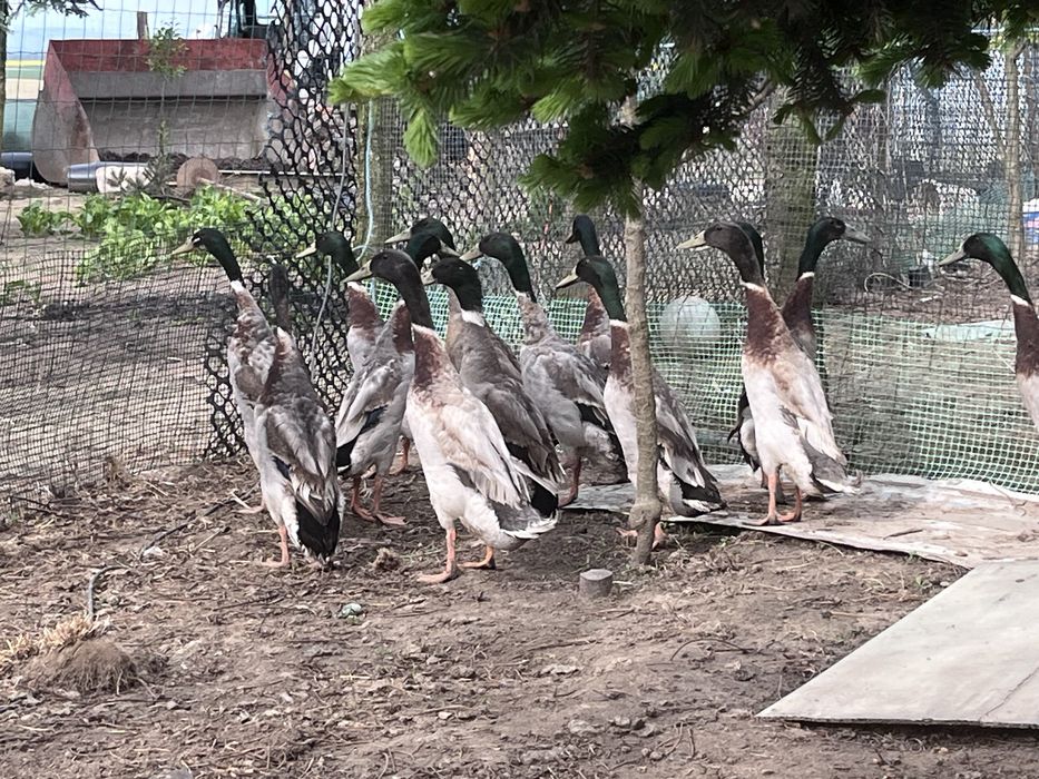 Biegusy kaczorki 40zl sztuka