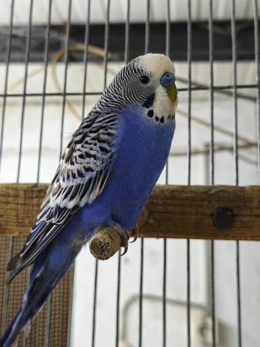 Periquitos australianos