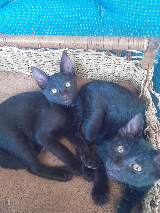 Gatinhos da sorte procuram uma família!