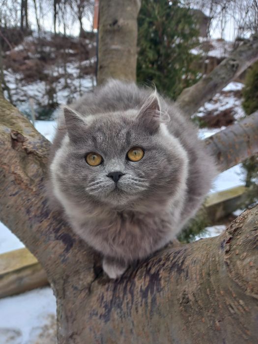 Котики шукає дім