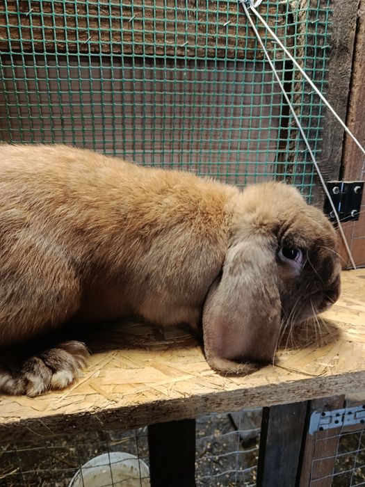 Baran Francuski ( Samiec )