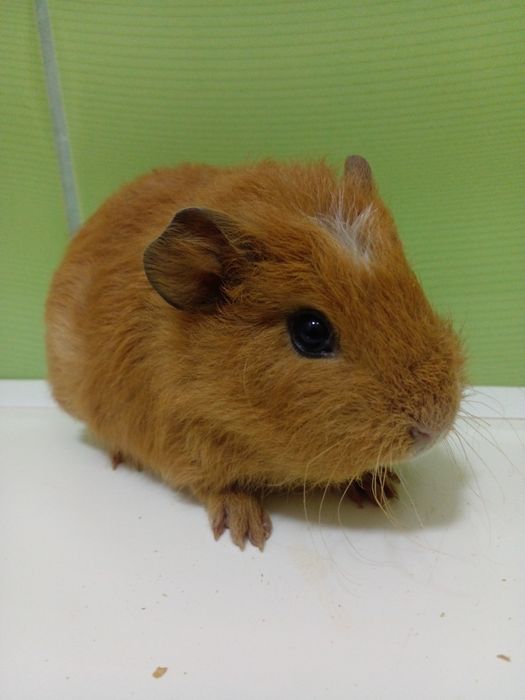 Продам рыженькую свинку!