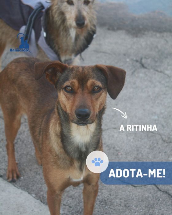 Ritinha cadela 1 ano porte medio pequeno para adocao