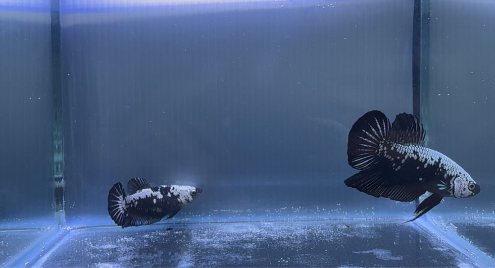 Casal Betta Black Samurai