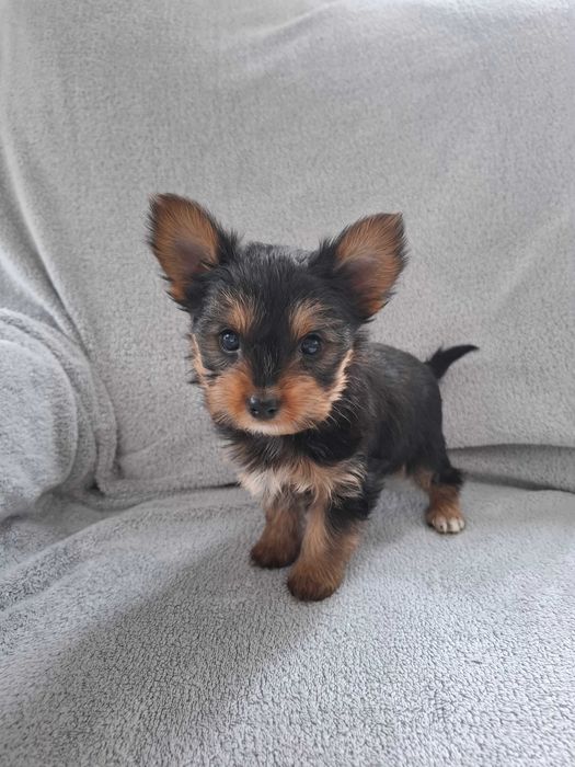 York Shire Terrier z Rodowodem ZK PL