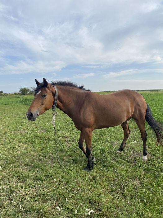 Продається  кобила