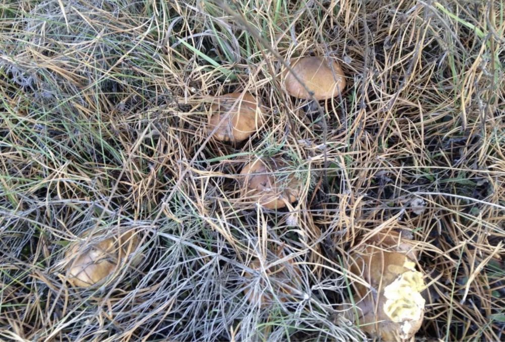 Продам Будинок 56м2, Ремонт, С.Ясногородка, 30кмКиїв