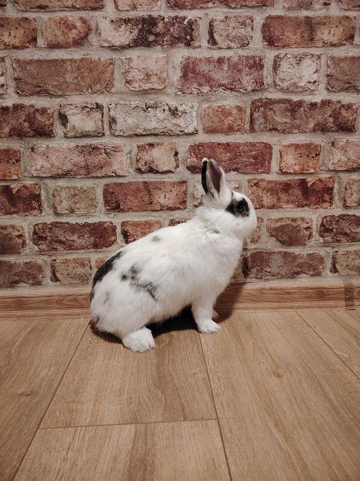 Krolik miniatura samiczka 6 miesięcy