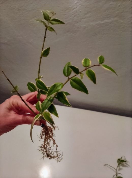 Hoje hoya hoja kolekcjonerskie vatie syngonium