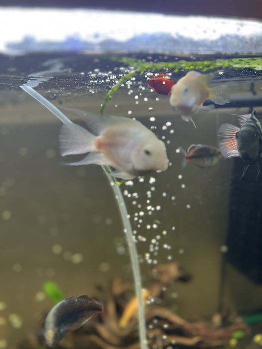 Рыбы попугаи белые