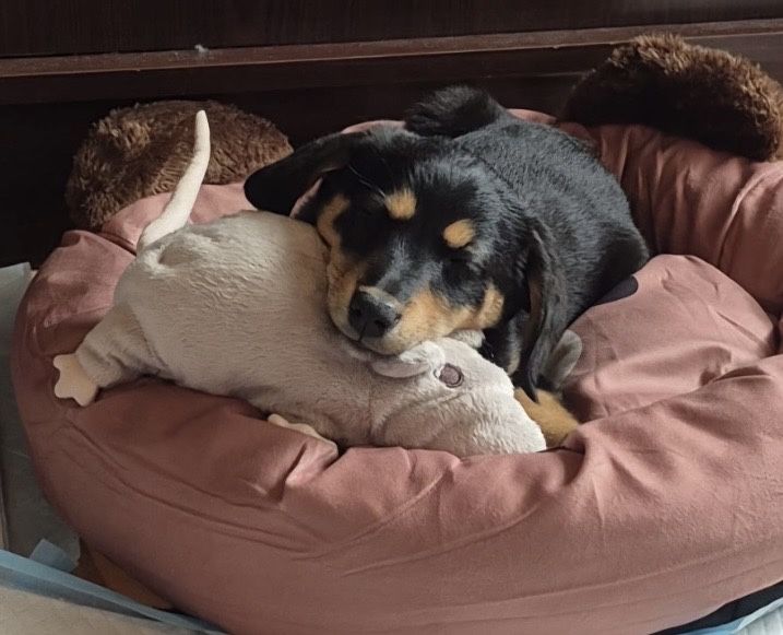 Suczka 2 miesiące , zaszczepiona , do adopcji