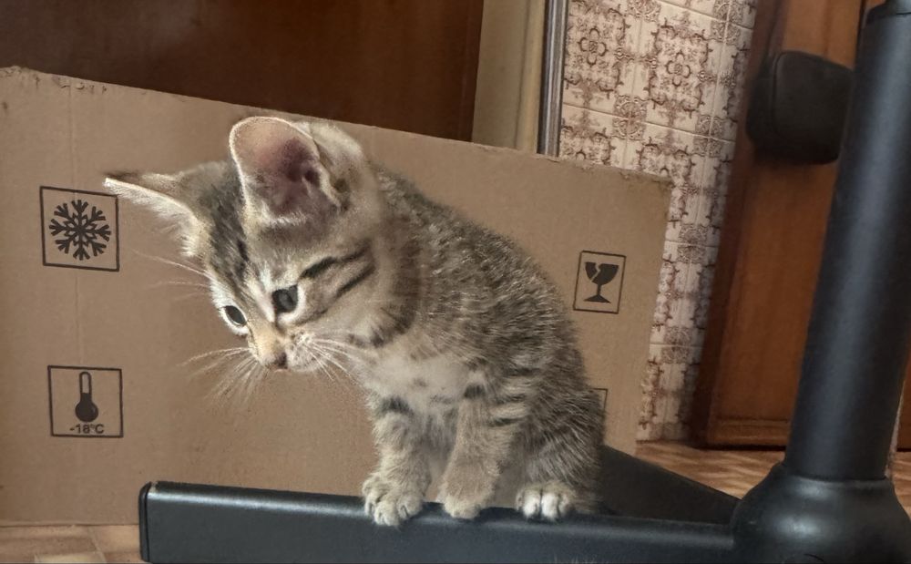 Gatinho macho para adoção