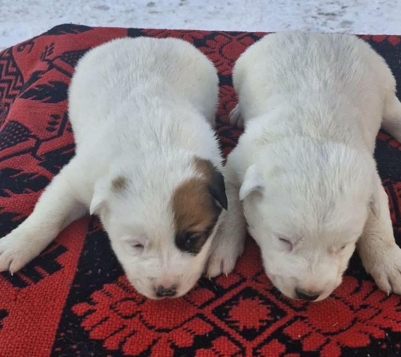 Owczarek Środkowoazjatycki