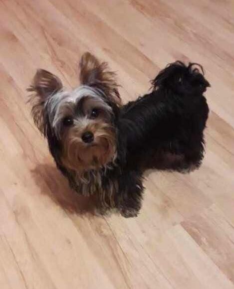 Yorkshire terrier