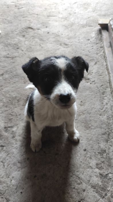 3 цуценя віддамо люблячій родині