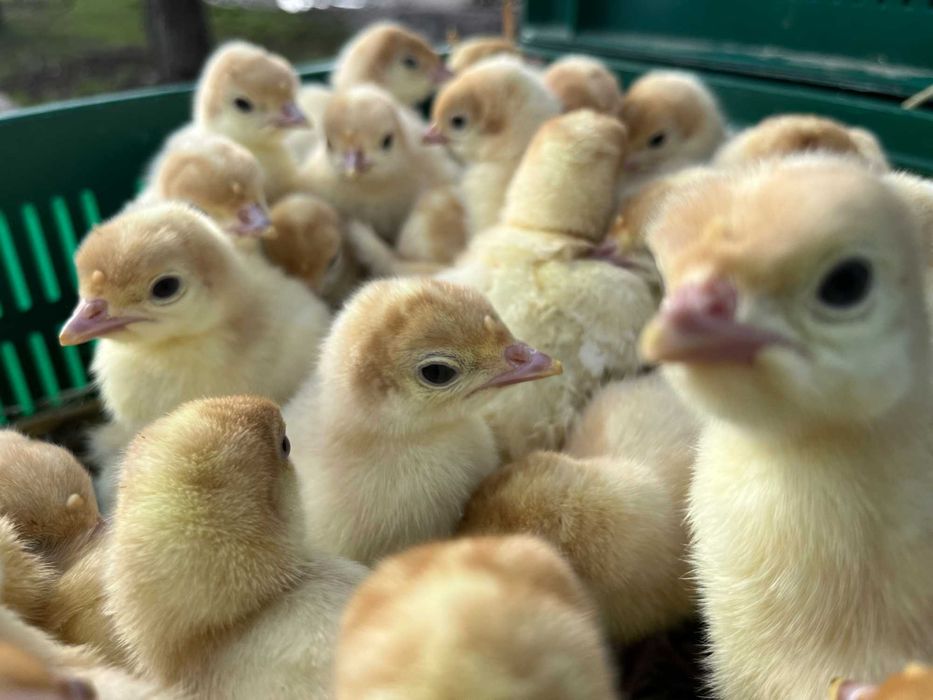 Біг 6 якісний індик важкого кроссу Венгрія