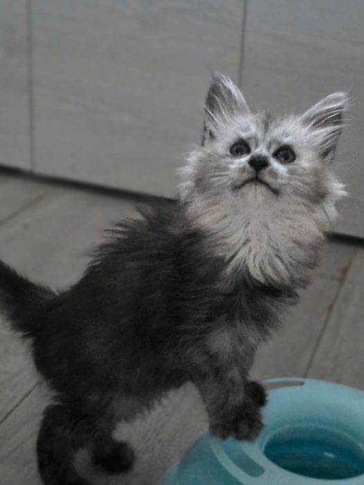 Kocurek Klark ur.20.02.26.