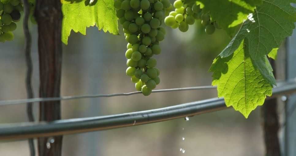 Linia kroplująca 16mm Nawadnianie Jabłoni emitery 33cm Borówka Sady