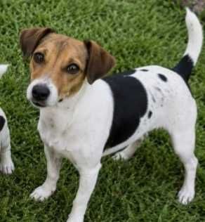 Jack Russel Macho