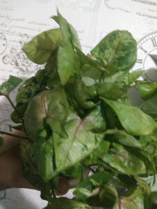 Зрізи сортових сингоніумів