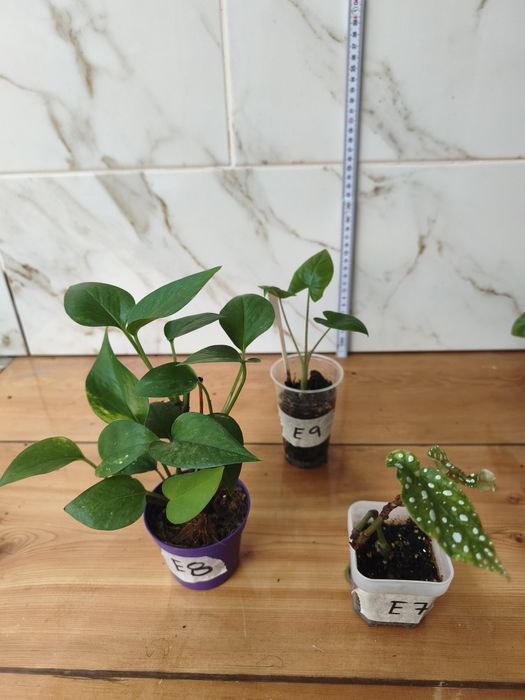 Lote de plantas baby