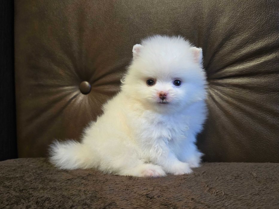 Szpic Miniaturowy Pomeranian Biały Piesek XS
