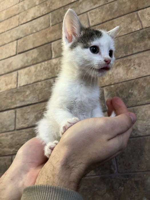 Віддам котиків в добрі руки