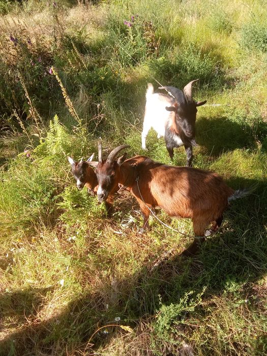 Vendo Cabras Anãs
