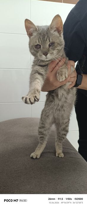 Кошка  в добрые руки