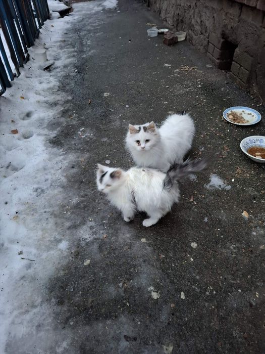 В надійну родину!!!