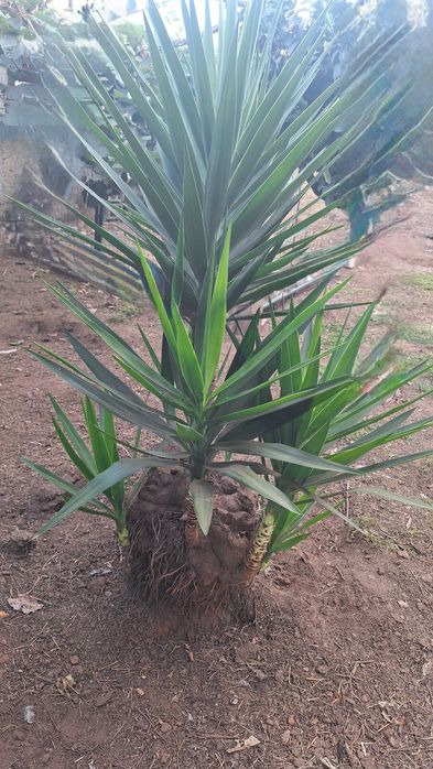 Fiteira para jardim
