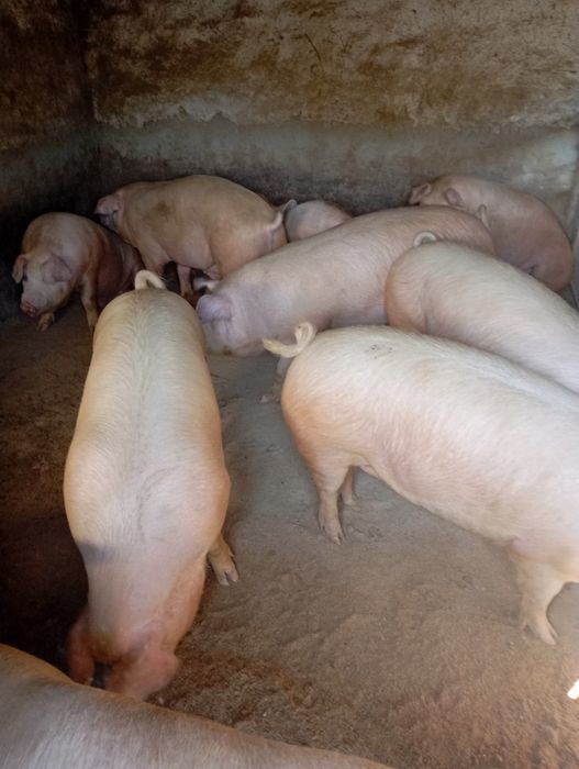 Продам 20 голов свиней мясних, вага +-200кг