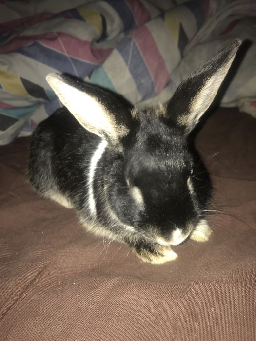 Królik miniaturowy samiec 7 miesięcy