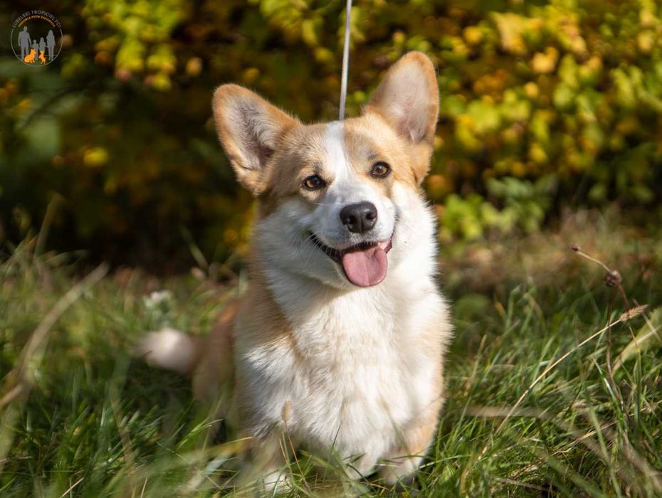 Welsh Corgi Pembroke po Championie