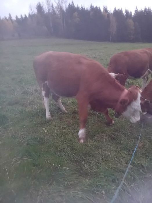 Sprzedam krowę cielna