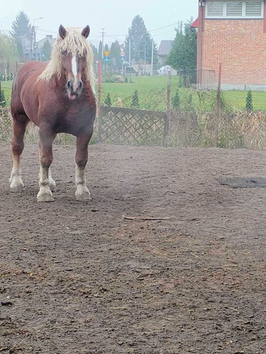 Ogiery zimnokrwiste SZPAKI