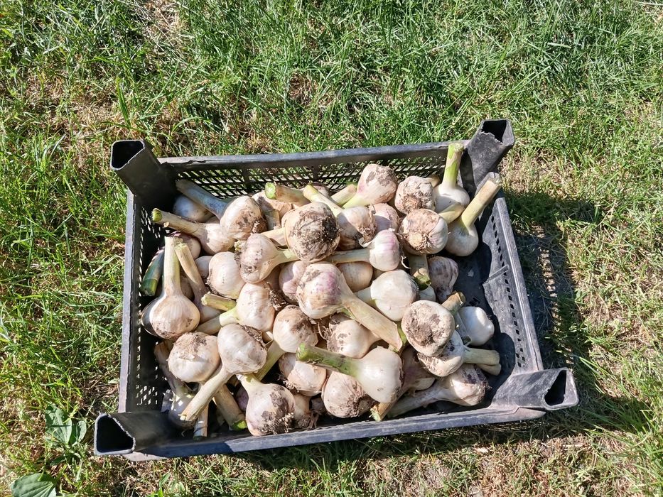 Продам часник Любаша