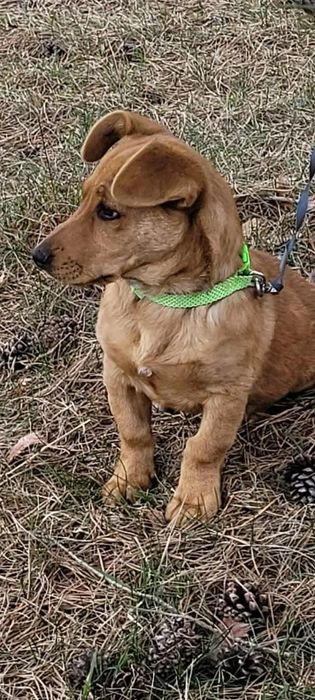 Piękny malutki Rico szuka domku na stałe!