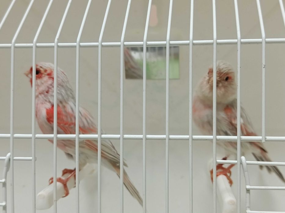 Canários ágatas opala vermelho mosaico