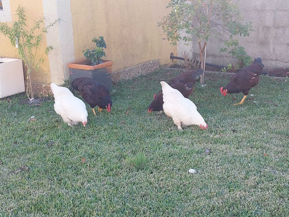 Vendo galinha maline branca