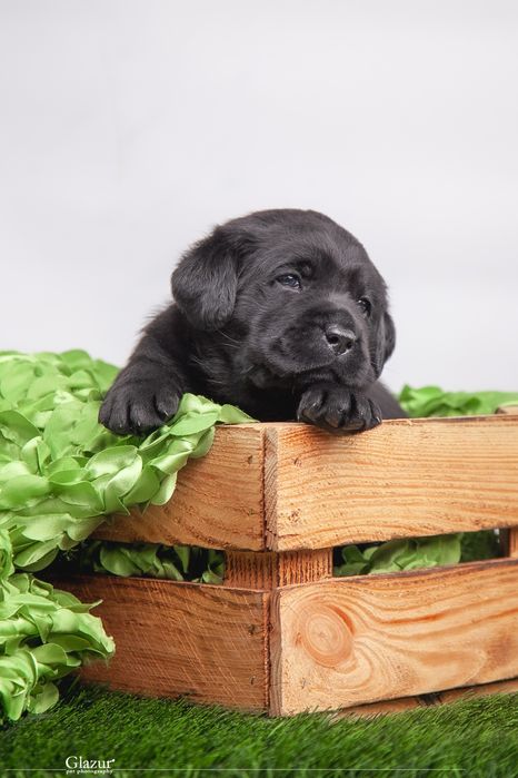 Цуценята лабрадор ретривера, розплідник FCI UKU