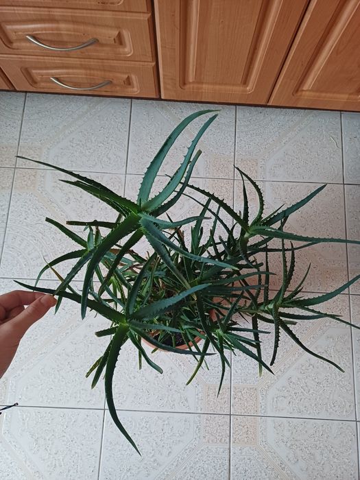 Aloes roślina doniczkowa