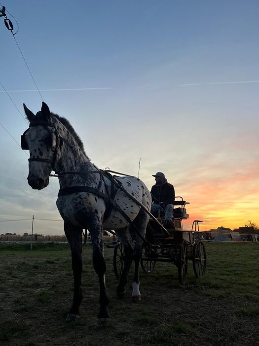 Tarant ogier zaprzegany spokojny