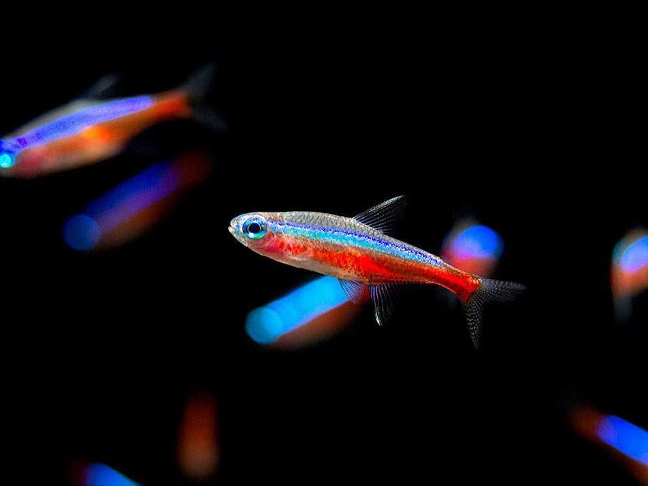 Neon czerwony - Paracheirodon axelrodi - dowóz, wysyłka