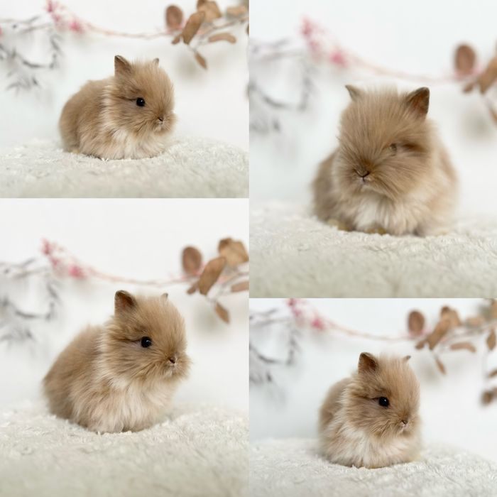 Mini kroliczki domowe Rasowe Karzełki Teddy oraz Mini lop