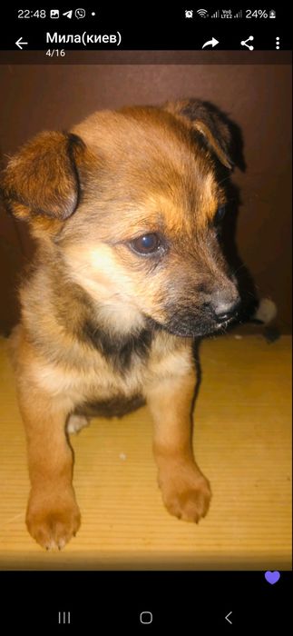 Отдам в добрые руки