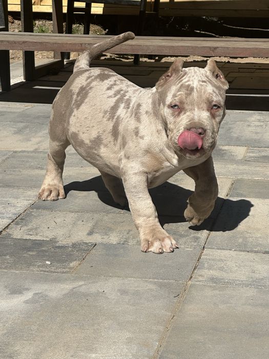 American bully xl